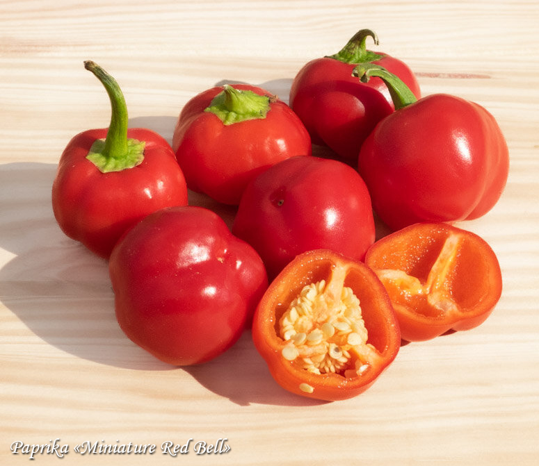 Sweet Pepper Miniature Red Bell Paprika